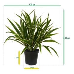 Chlorophytum S pianta artificiale 30 cm in vaso da 10 cm