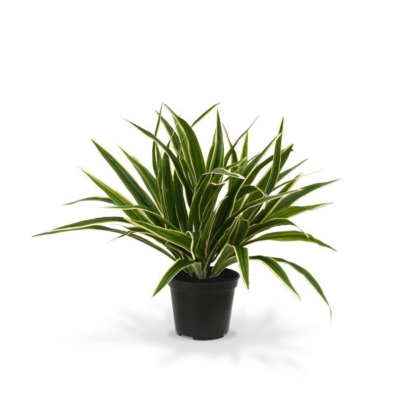 Chlorophytum S pianta artificiale 30 cm in vaso da 10 cm