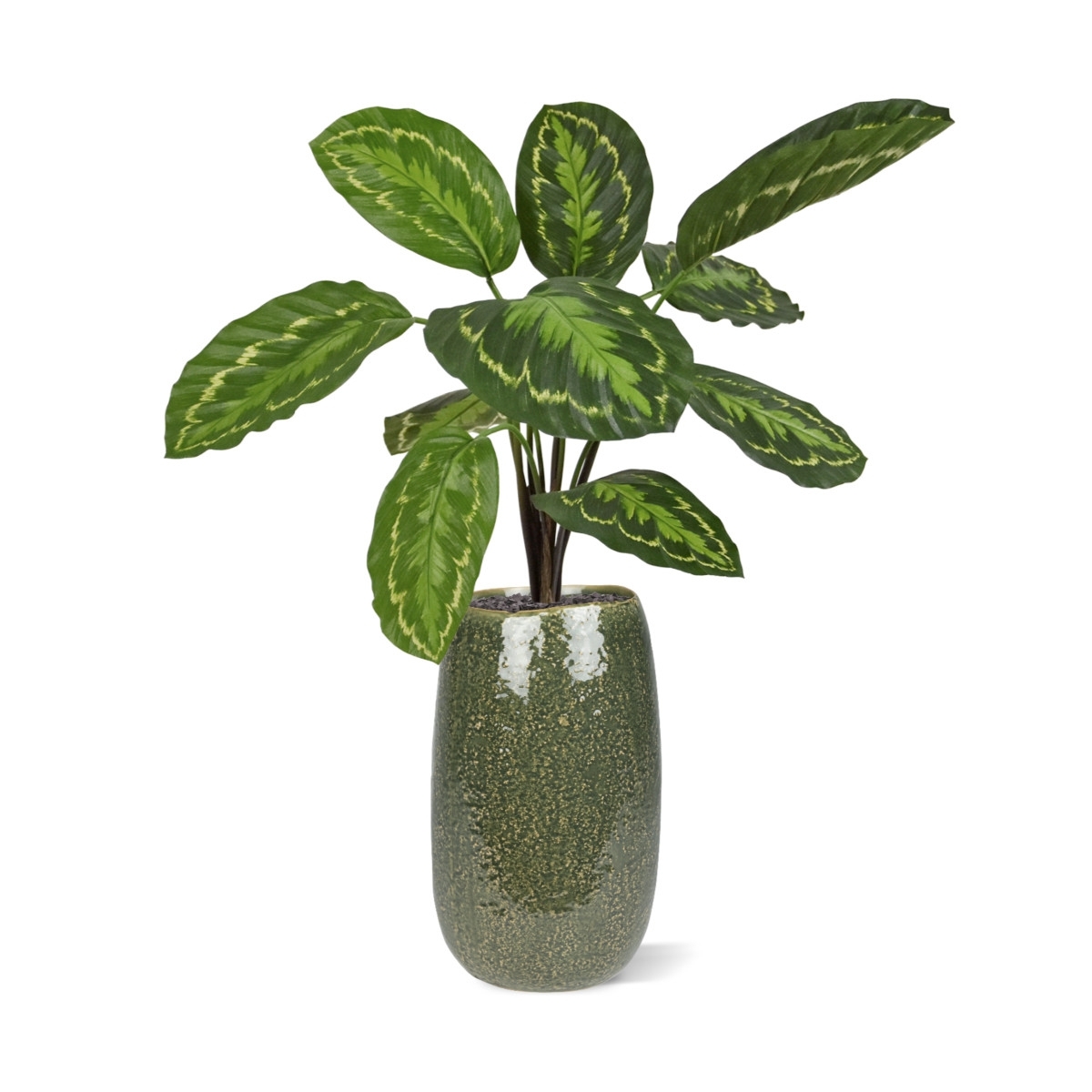 Calathea Roseopicta Pianta artificiale 50 cm