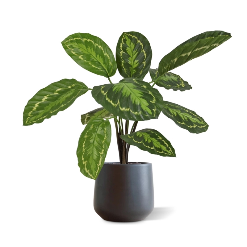 Calathea Roseopicta Pianta artificiale 50 cm