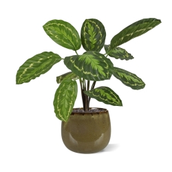 Calathea Roseopicta Pianta artificiale 50 cm