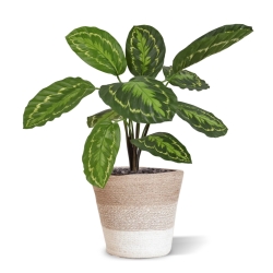 Calathea Roseopicta Pianta artificiale 50 cm
