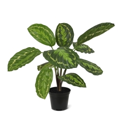 Calathea Roseopicta Pianta artificiale 50 cm