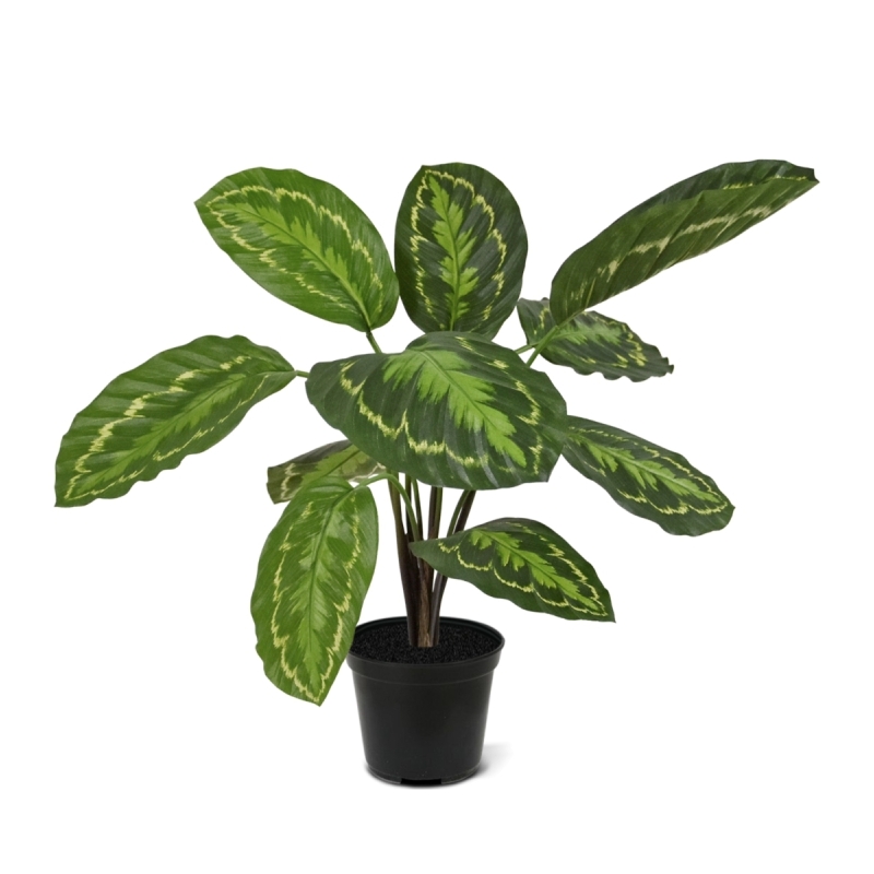 Calathea Roseopicta Pianta artificiale 50 cm
