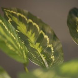 Calathea Roseopicta Pianta artificiale 50 cm