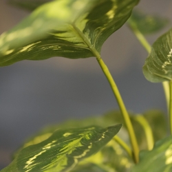 Calathea Roseopicta Pianta artificiale 50 cm