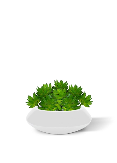 Bouquet di succulente Echeveria x22