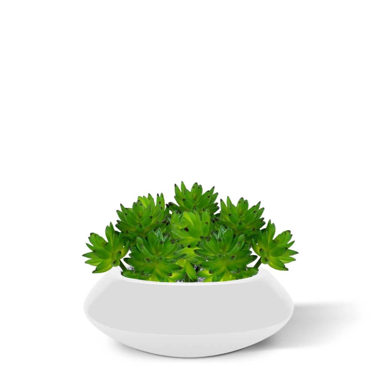 Bouquet di succulente Echeveria x22