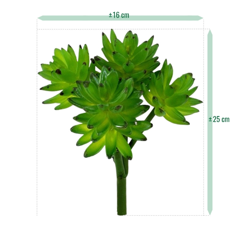 Bouquet di succulente Echeveria x22