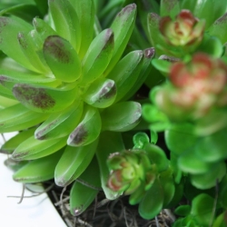 Bouquet di succulente Echeveria x22
