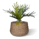 Bouquet di staghorn 50 cm