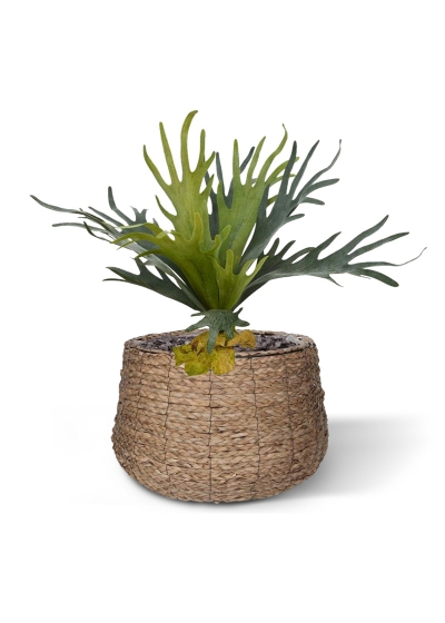 Bouquet di staghorn 50 cm