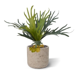 Bouquet di staghorn 50 cm