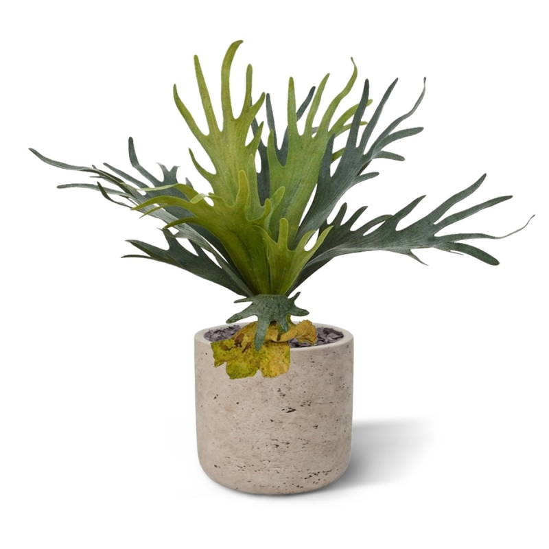 Bouquet di staghorn 50 cm
