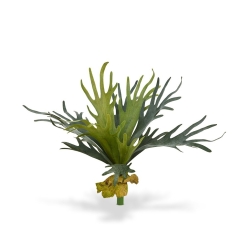 Bouquet di staghorn 50 cm