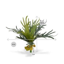Bouquet di staghorn 50 cm