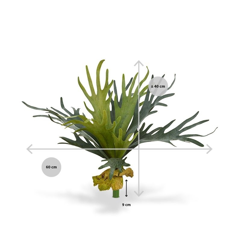 Bouquet di staghorn 50 cm
