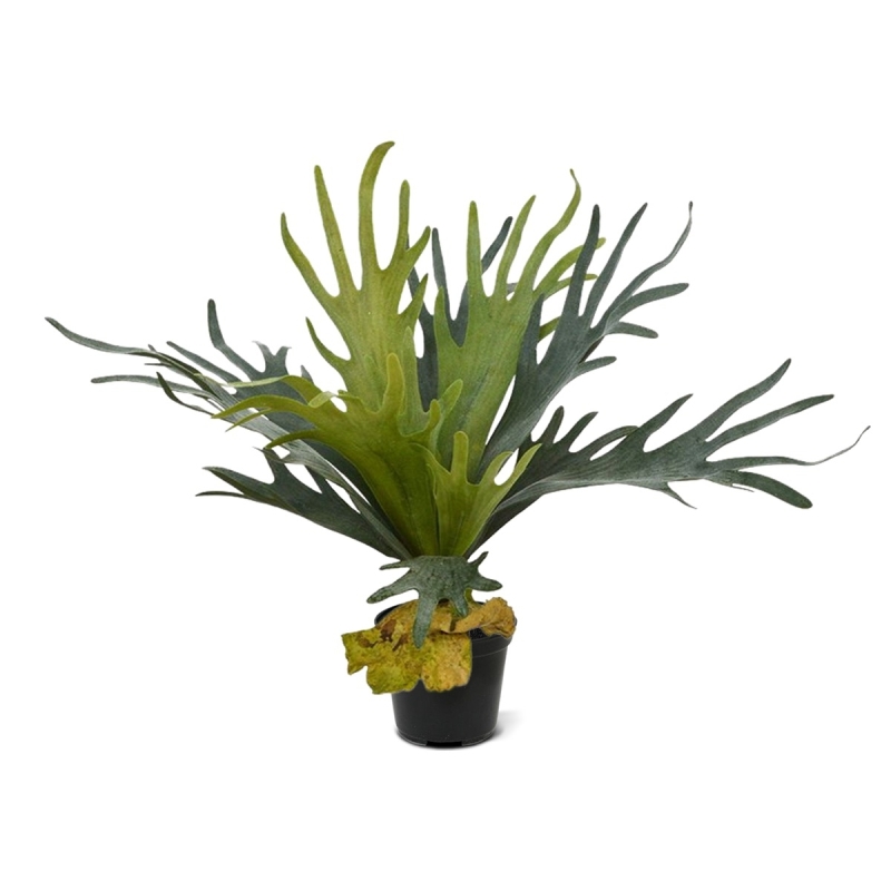Bouquet di staghorn 50 cm