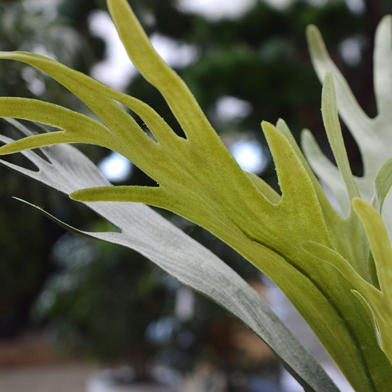 Bouquet di staghorn 50 cm