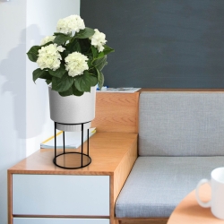 Pianta artificiale di ortensia deluxe 45 cm - crema