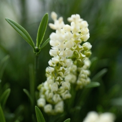 Artificiale Lavanda Sfera UV Bianco 60cm in vaso