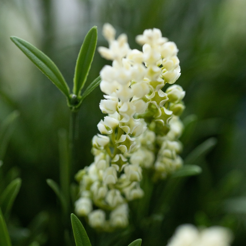 Artificiale Lavanda Sfera UV Bianco 60cm in vaso