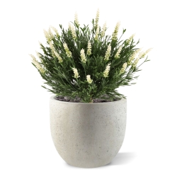 Artificiale Lavanda Sfera UV Bianco 60cm in vaso