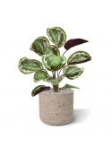 Cespuglio artificiale di Calathea Ornata 45 cm