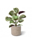 Cespuglio artificiale di Calathea Ornata 45 cm