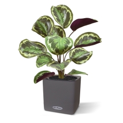 Cespuglio artificiale di Calathea Ornata 45 cm