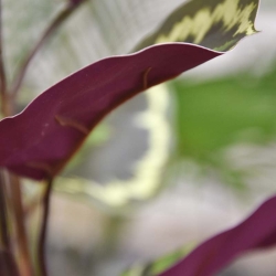Cespuglio artificiale di Calathea Ornata 45 cm