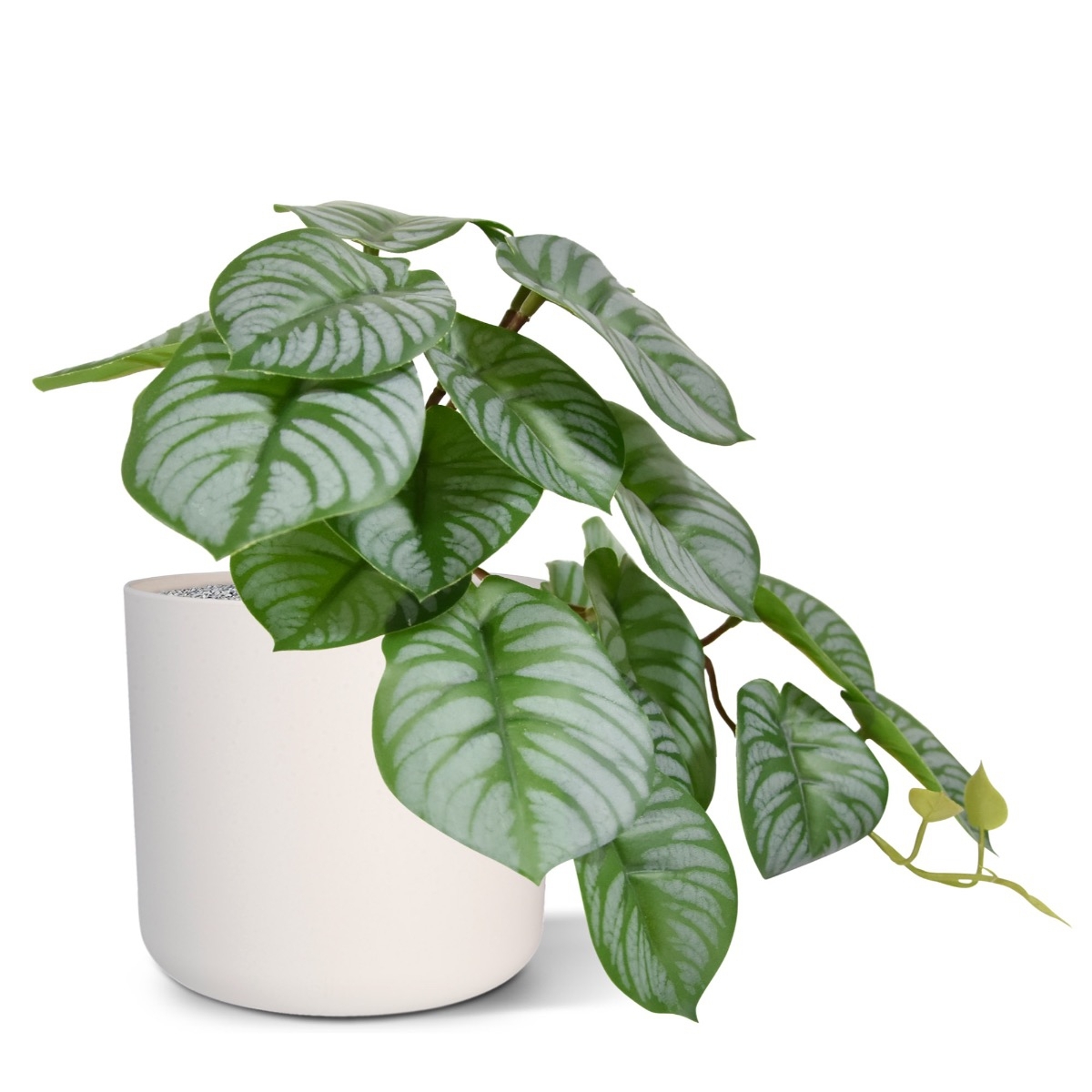 Cespuglio artificiale di Peperomia HRT 20 cm