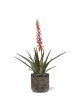 Pianta artificiale di Aloe Vera 75cm rossa