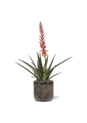 Pianta artificiale di Aloe Vera 75cm rossa