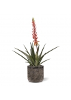 Pianta artificiale di Aloe Vera 75cm rossa