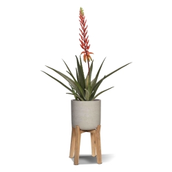 Pianta artificiale di Aloe Vera 75cm rossa