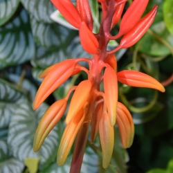 Pianta artificiale di Aloe Vera 75cm rossa