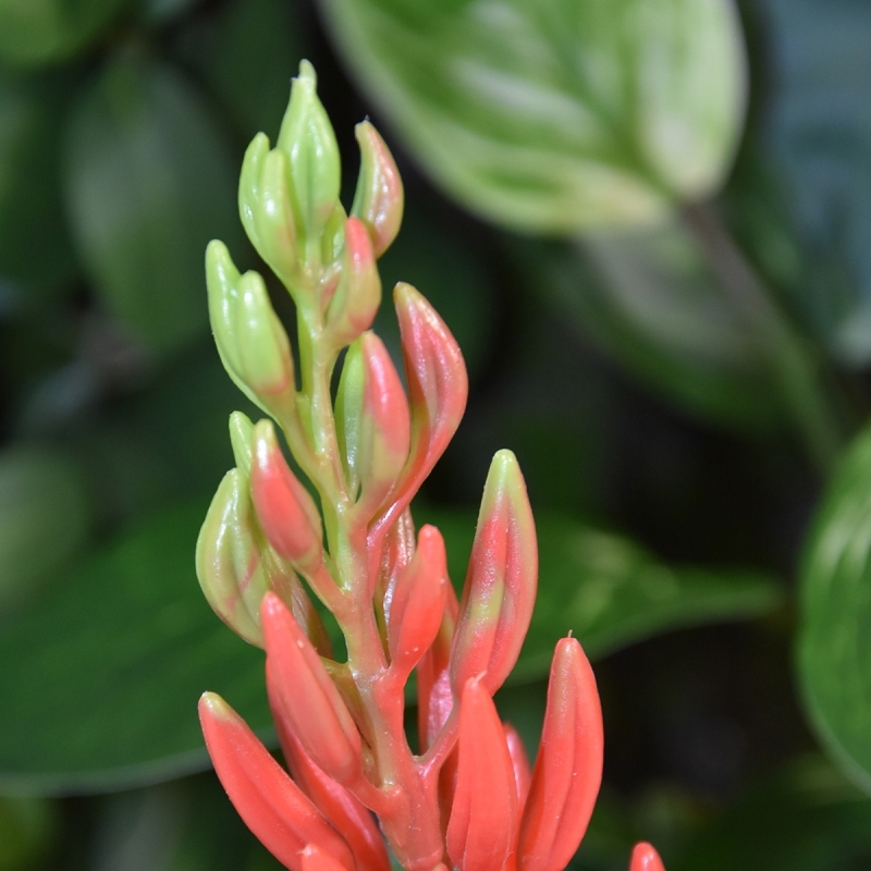 Pianta artificiale di Aloe Vera 75cm rossa
