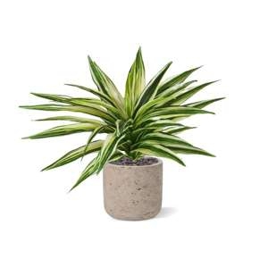 Draceana Pianta Artificiale Pelliccia 30cm