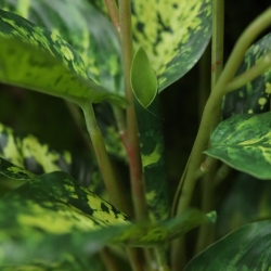 Aglaonema pianta artificiale 40 cm