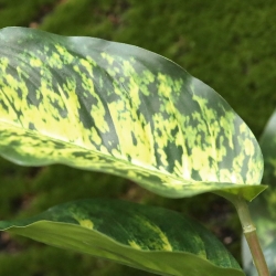Aglaonema pianta artificiale 40 cm