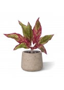 Aglaonema Lipstick pianta artificiale 35cm