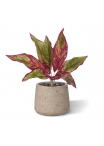 Aglaonema Lipstick pianta artificiale 35cm