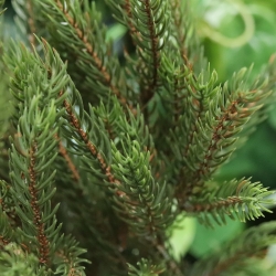 Albero di Natale artificiale in Picea 55 cm