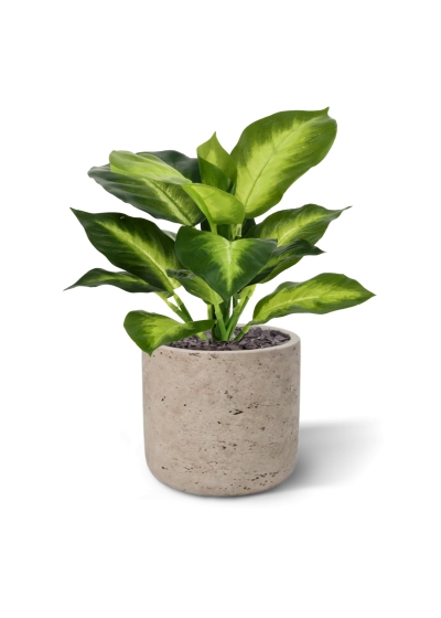 Pianta Dieffenbachia Artificiale 25cm