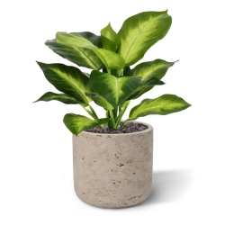 Pianta Dieffenbachia Artificiale 25cm