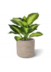 Pianta Dieffenbachia Artificiale 25cm
