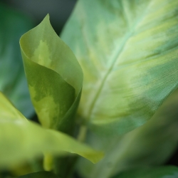 Pianta Dieffenbachia Artificiale 25cm