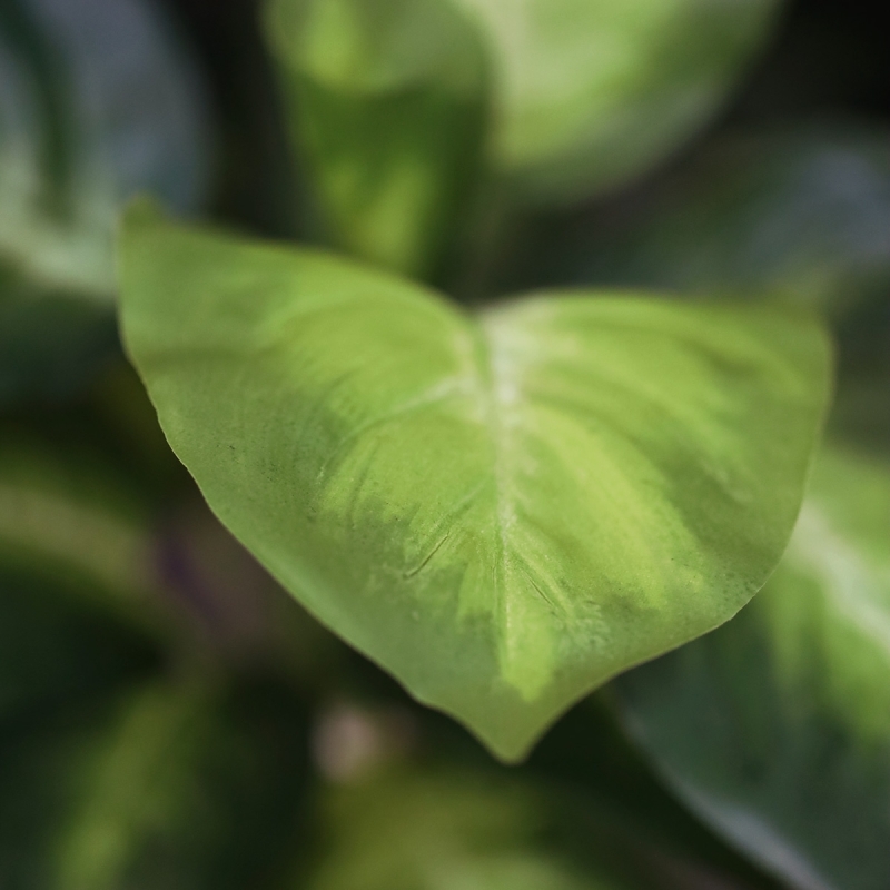 Pianta Dieffenbachia Artificiale 25cm