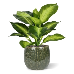 Pianta Dieffenbachia Artificiale 25cm